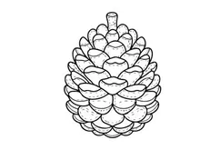 Close-up pine cone dengan tekstur detail. Elemen botani alami untuk tema alam dan luar ruangan.