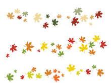 Maple Leaf design illustration