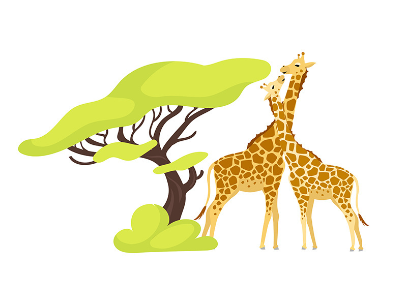 Giraffe pair flat color vector illustration
