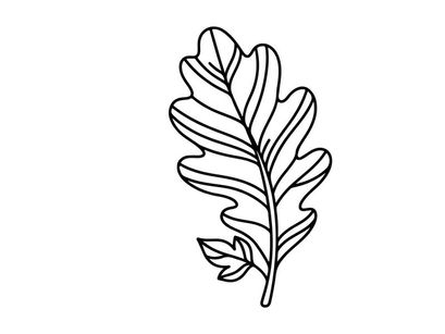 Primer plano de una ilustración detallada de hoja de roble. Dibujo botánico artístico para temas de naturaleza.