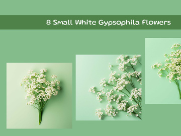 Small White Gypsophila Flowers preview picture