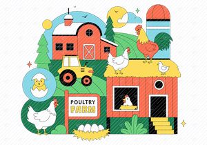 10 Poultry Farming Illustration