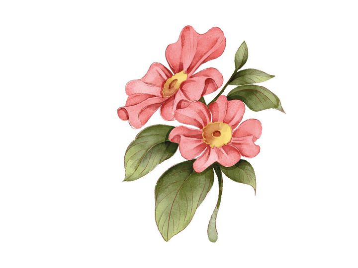Vector Flower Watercolor Illustration