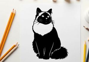 Silhouette of a sitting cat with white fur around neck