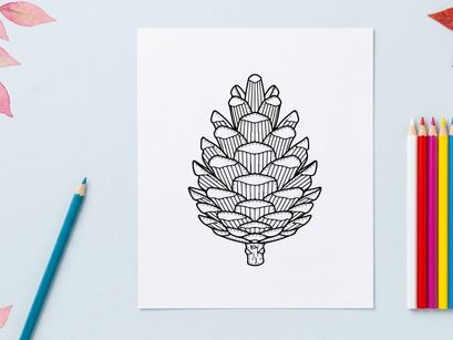 Close-up of a pine cone on a white background. Natural botanical detail for nature or holiday themes.