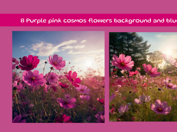 Purple pink cosmos flowers background and blue sky preview picture