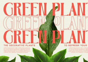 Roseate - Serif Font
