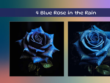 Blue Rose in the Rain preview picture