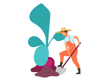 Root crops harvesting flat vector illustration preview picture