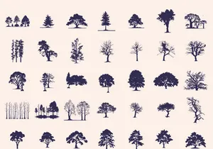 Silhouettes Trees Set, Pine Tree fir pruce cedar white patch alder elm birch ash cypress beech palm tree.