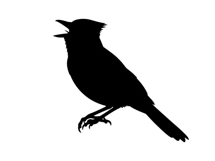 Bird silhouette singing with open beak on white background