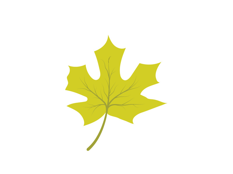 Maple Leaf design illustration