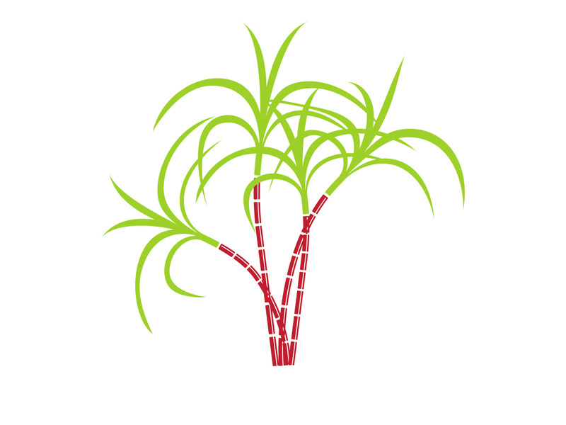 Sugarcane logo vectcr