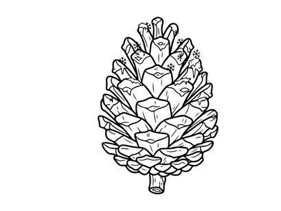 Close-up of a pine cone on a white background. Natural botanical detail for nature and holiday themes.
