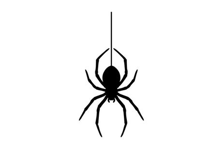 Black Widow Spider Hanging from Thread in Dark Setting