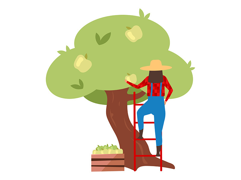 Female farmer gathering ripe apples on ladder flat vector illustration