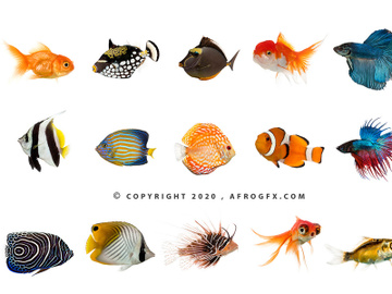 Sea Life (Fish) Free Stock Photos preview picture