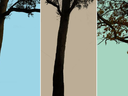 12 Tree PNG Cut Outs [FREE DOWNLOAD]