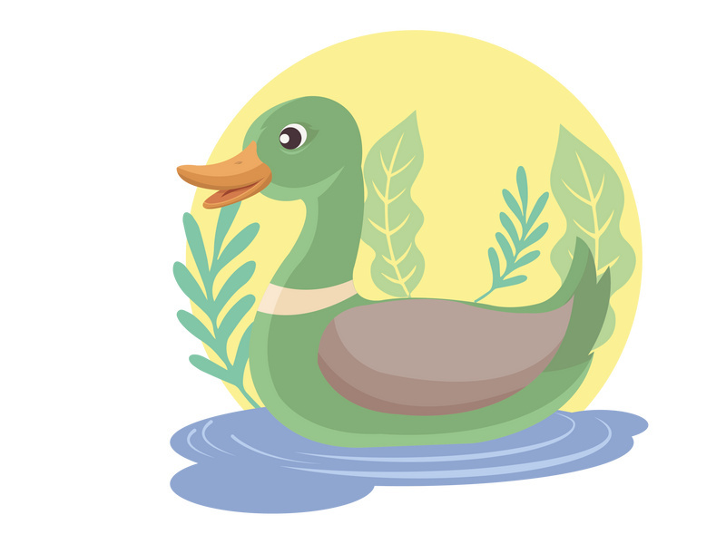 duck mallard swimming in the pond