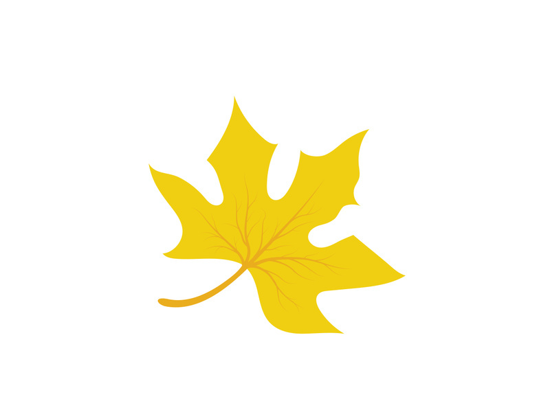 Maple Leaf design illustration