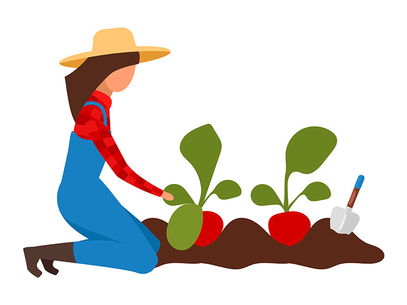 Female farmer collecting harvest flat vector illustration