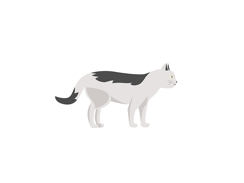 White striped cat flat color vector character