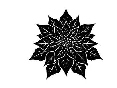 Black and white poinsettia flower illustration for Christmas holiday design projects.