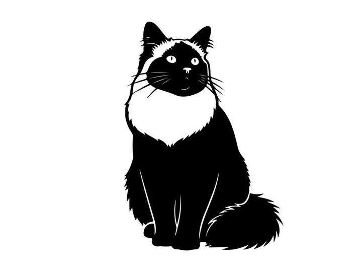 Silhouette of a sitting cat with white fur around neck