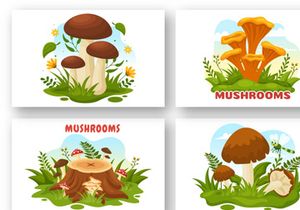 13 Mushrooms Design Illustration