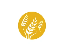 Agriculture wheat vector