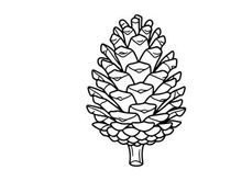 Close-up of a pine cone on a white background. Natural botanical detail for nature or craft themes.