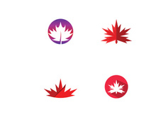 Maple leaf vector illustration design template