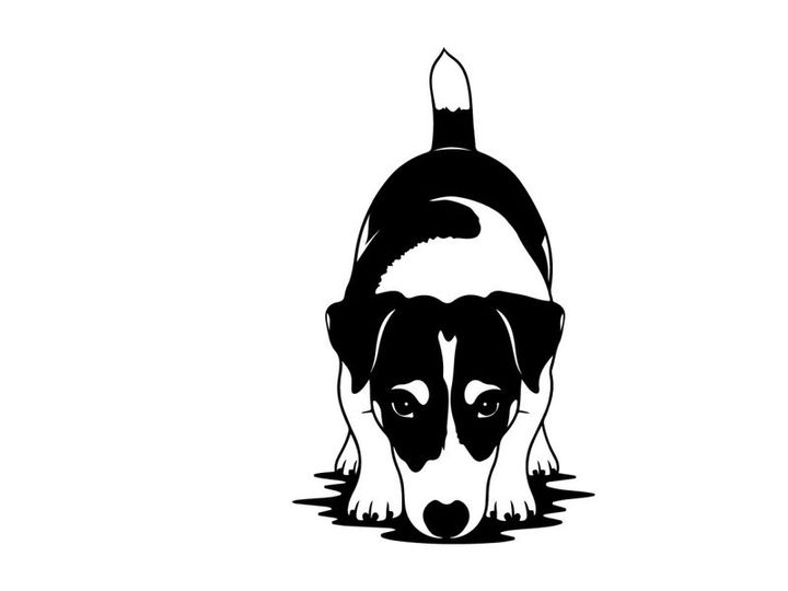 Silhouette of a sad black and white dog peeking forward