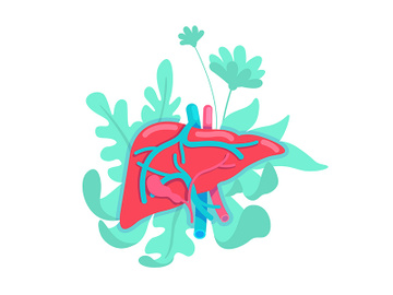 Anatomical liver flat concept vector illustration preview picture