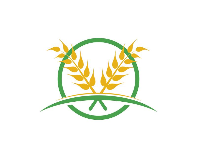 Agriculture wheat vector