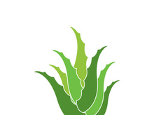 Aloe Vera logo icon design symbol beauty skin care