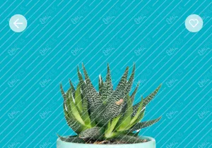 Cacti - Cactus Store Online Mobile App