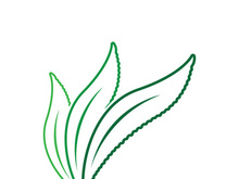 Aloe Vera logo icon design symbol beauty skin care