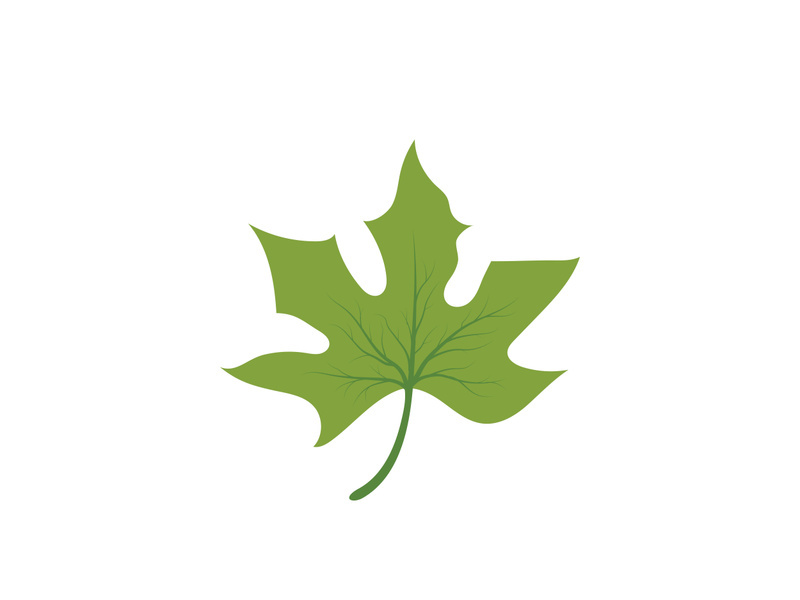 Maple Leaf design illustration