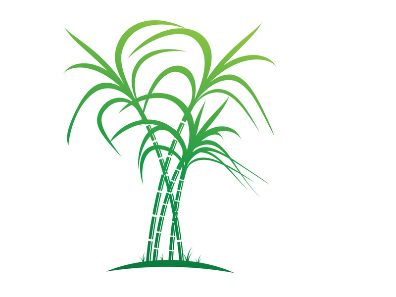 Sugarcane logo vectcr