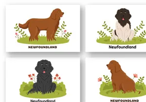 12 Newfoundland Dog Illustration