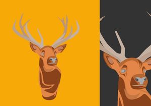 Animal Illustration Bundle