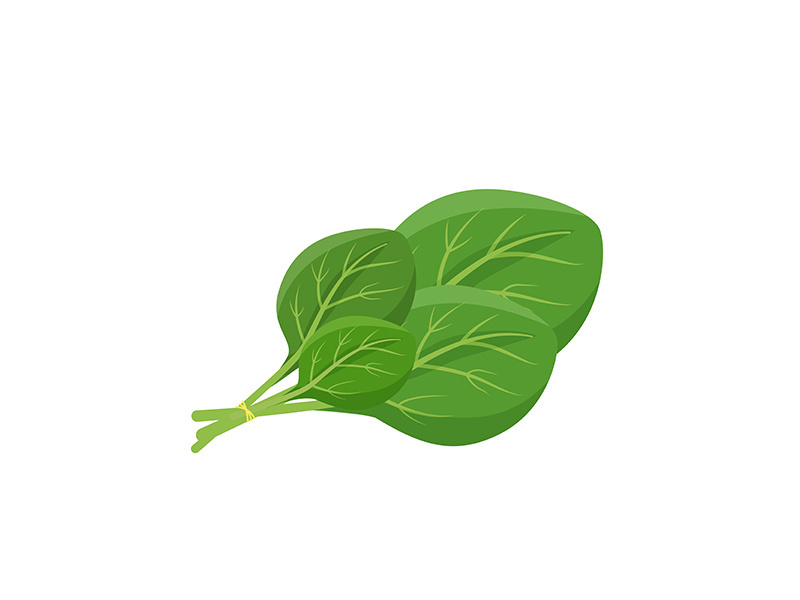 Spinach leaves cartoon vector illustration
