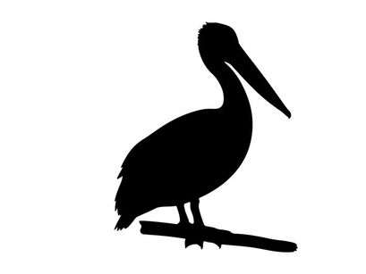 Silhouette of a pelican bird standing on a branch