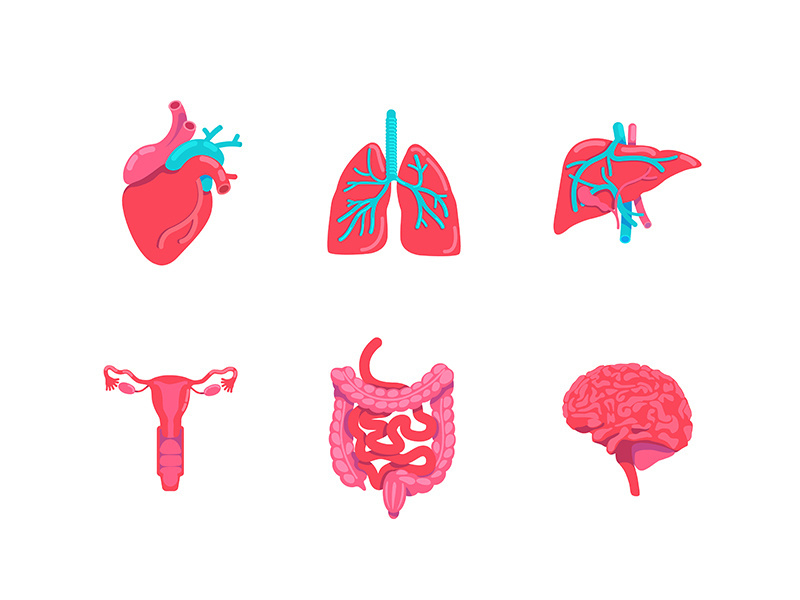 Human body anatomy parts flat color vector objects set