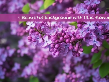 Beautiful background with lilac flowers preview picture
