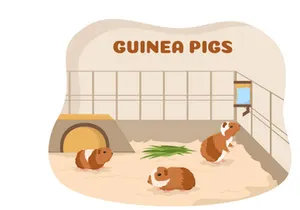 10 Guinea Pig Pets Illustration