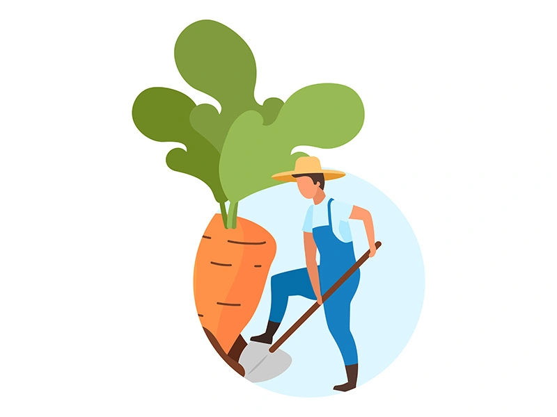 Root crops harvesting flat concept icon