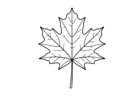Close-up of a detailed autumn maple leaf. Natural fall foliage with vibrant colors.