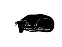 Silhouette of a sleeping dog curled up in a ball
